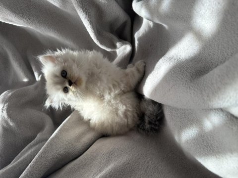 British longhair yavru kedim