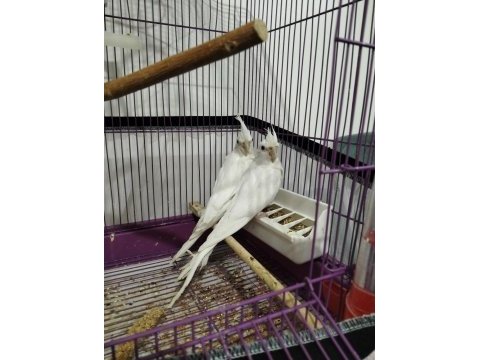 2 adet kırmızı göz albino yavru sultan