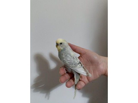 Muhabbet kuşu sağlıklı güzel kuşlar