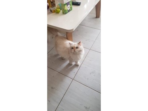 Ponçiğim scottish fold