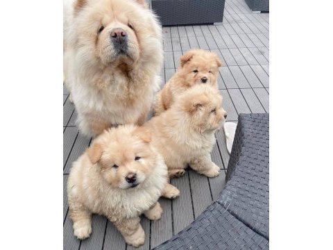 Çin aslanı chow chow yavrular teslime hazır