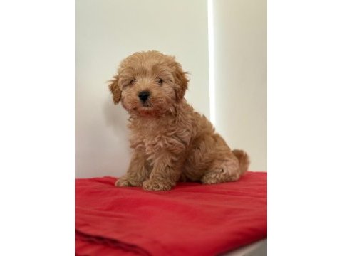 Tatlı minik maltipoo yavrular