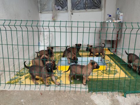 6 mart doğumlu belçika malinois yavrular