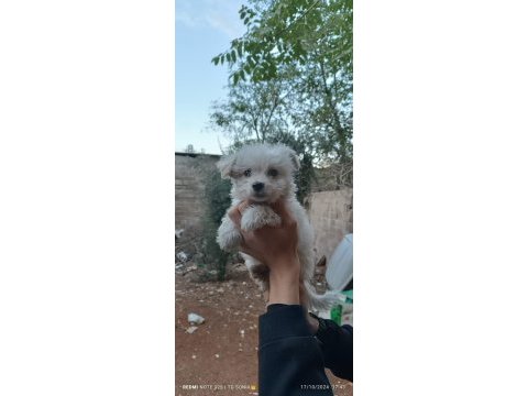 Yavru terrier köpeğimiz