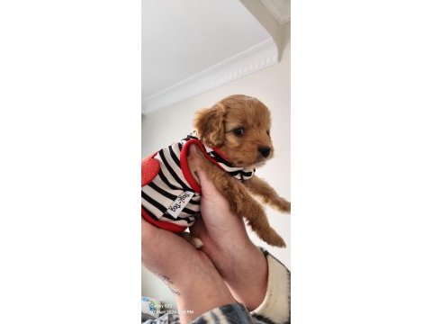 9 haftalık yavru maltipoo