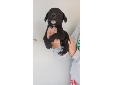 Dev cane corso yavruları