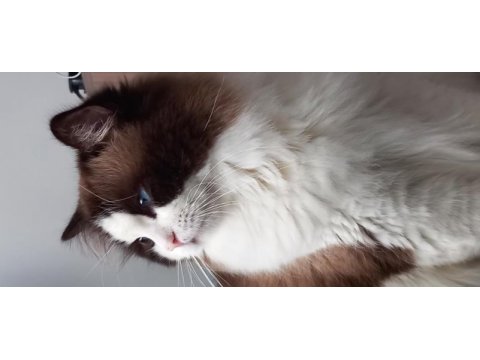 Tr en yakışıklısı ragdoll