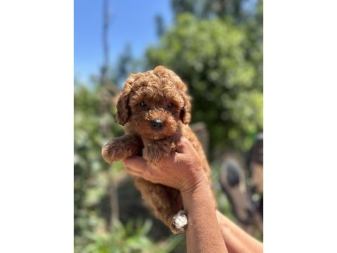 3 aşılı toy poodle