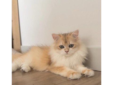 British longhair 5 aylık ny12 erkek