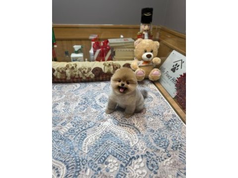 Pomeranian ırkının en iyilerini isteyenlere