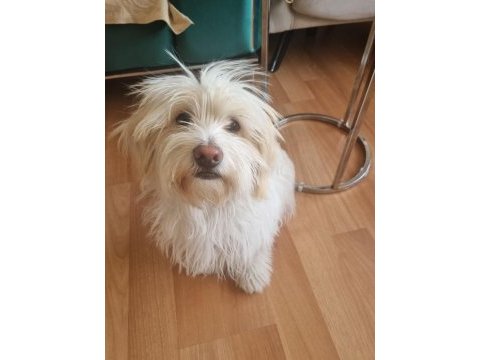 Maltese terrier aşıları çipi karnesi herşeyi tamam