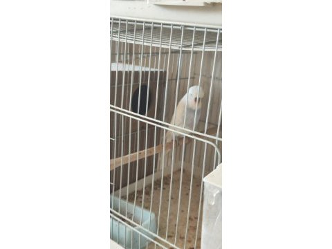 Jumbo show jumbo muhabbet kuşları mevcuttur yavru ve çift