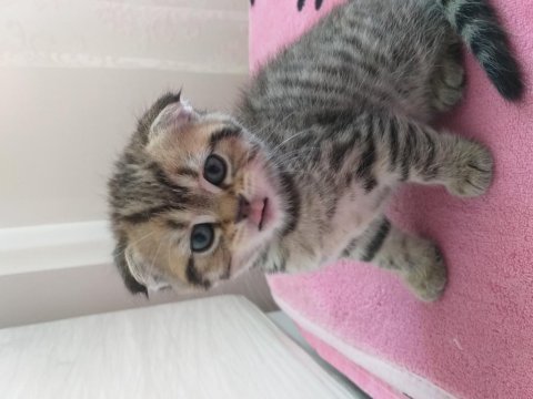 Scottish fold ve scottish white point yavruları