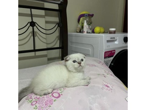 Safkan minnak scottish fold kızım