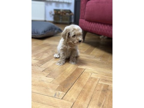 Dev poodle yavruları