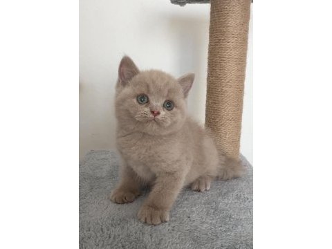 Safkan british fawn dişi