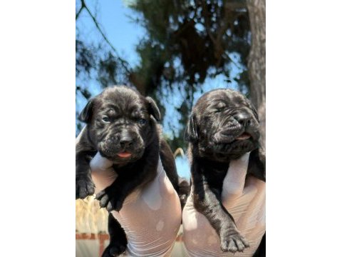 Cane corsa alan koruma köpeği yavruları 
