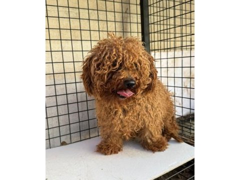 3 yaşında erkek tecrübeli toy poodle