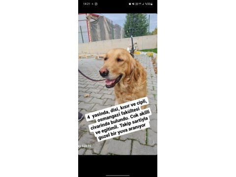 Ücretsiz takip şartıyla sahiplendirilecek golden retriever