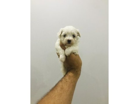Maltipoo ve maltese yavrularım ırk garantili
