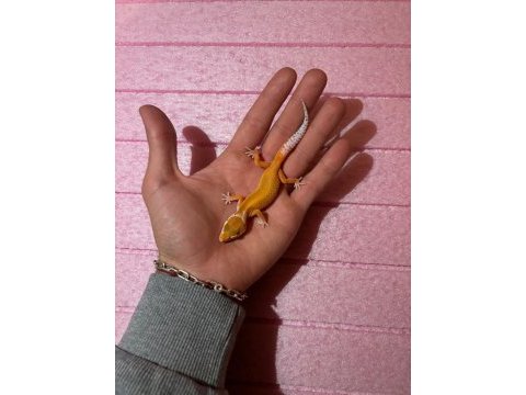 Leopard gecko garantili morph