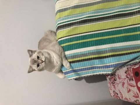 Dişi-erkek çift british shorthair