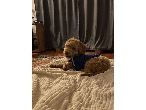 6 aylık top poodle