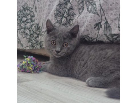 British shorthair acil gri kedimiz