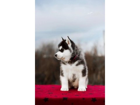 Safkan sibirya kurdu (husky) yavrularımız