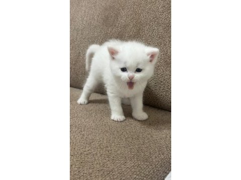 Scottish fold