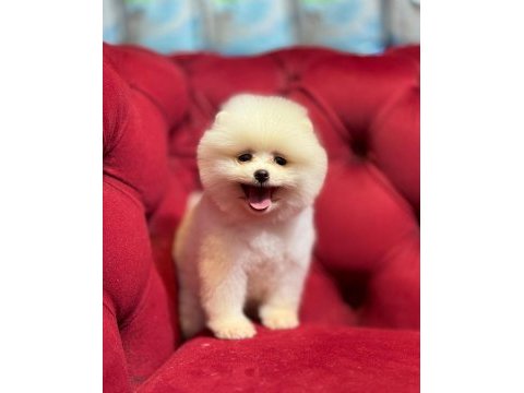 Gülen yüz pomeranian