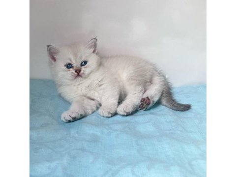 Show kalite british shorthair bebeklerimiz