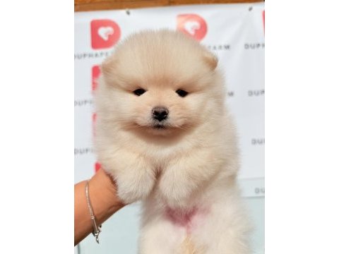 Ayıcık yüzlü sevimli pomeranian yavrularımız