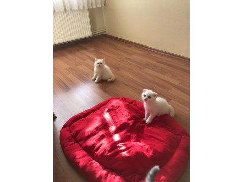 Sarışın yakışıklı bir scottish fold red point