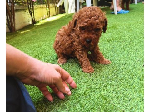 Redbrown toy poodle yavrularımız