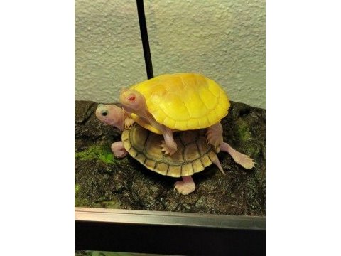 Isırmaz, alerji yapmaz, evinize uygun uysal yavrular