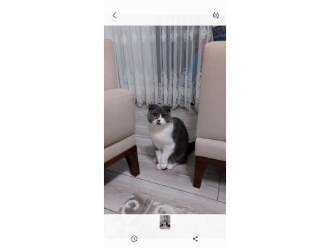 Güzel kedimize acil yeni sahip arıyoruz
