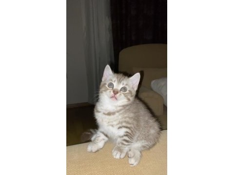 Scottish bebeklerimiz sahiplerini bekliyorlar