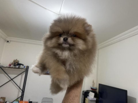 Show kalite ayı suratlı pomeranian boo yavrular