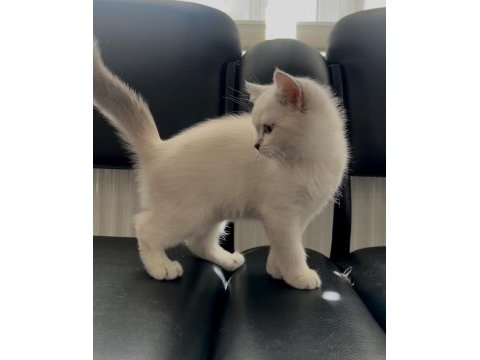 4 aylık dişi british longhair