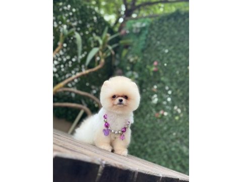 Tea cup pomeranian boo kızımız