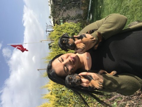 Safkan king doberman yavrularım