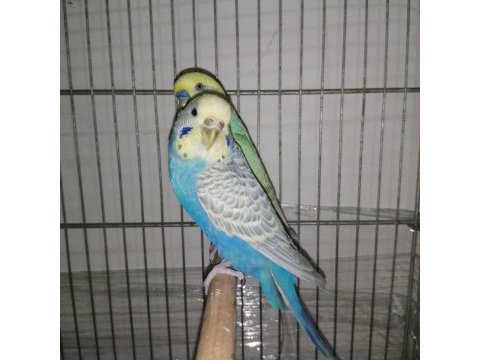 Çift rainbow muhabbet kuşu