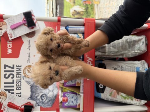Maltipoo yavrularımız