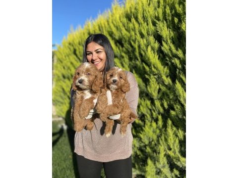 Safkan maltipoo yavrularım