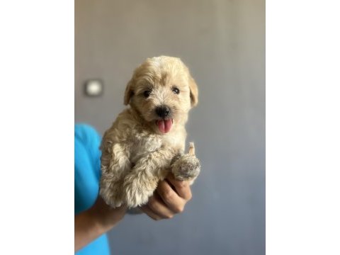 Safkan maltipoo bebekler