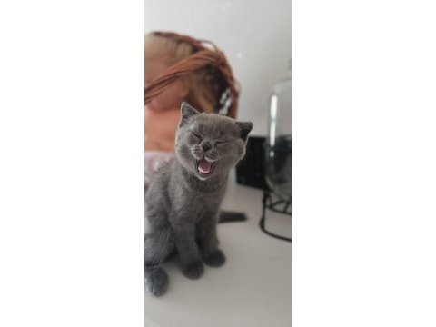 2 aylık erkek yavrularımız