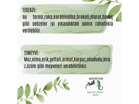 3 aylık sakallı ejder