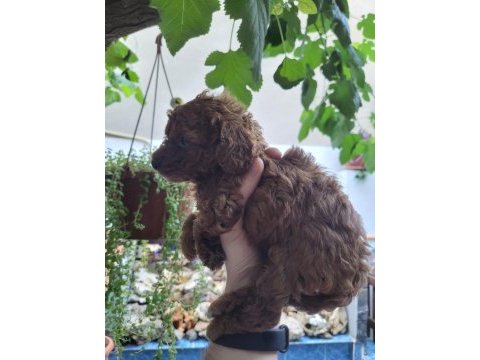 Kore red brown poodle yavrularımız