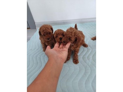 Show kalite kore toy poodle ziyarete açık